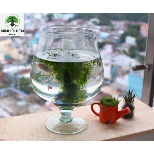 Bình hoa thủy tinh có chân size dk 10cm x 12cm - lc4