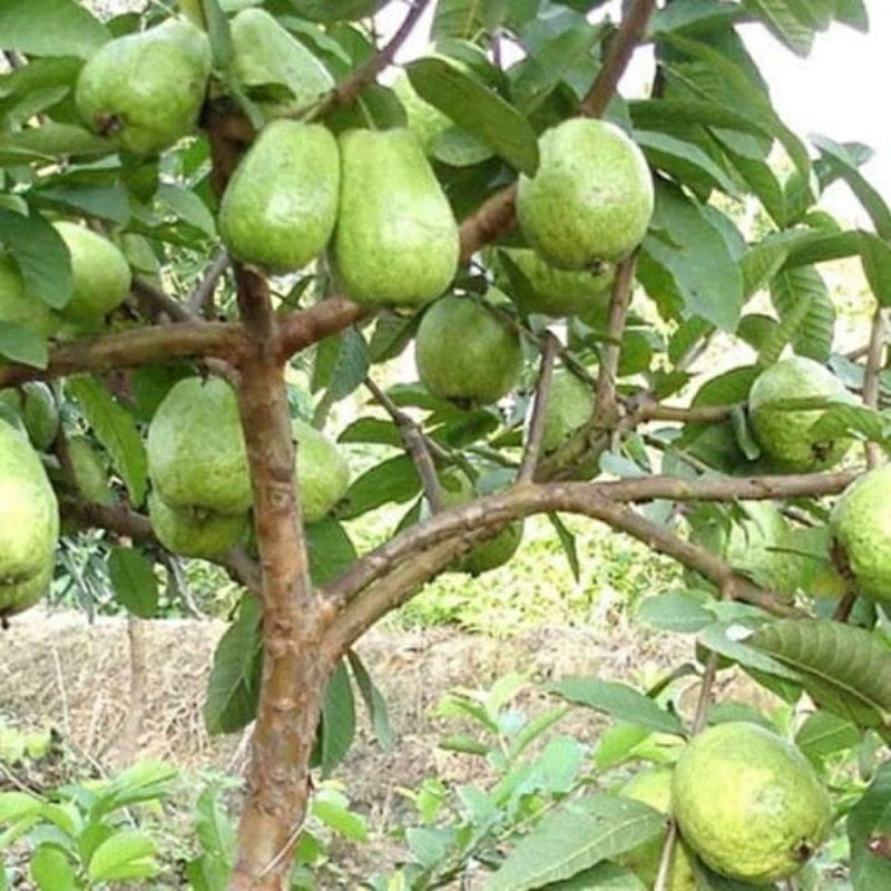 ♤♤ Cây ổi lê giống Ngoại đang sẵn hoa