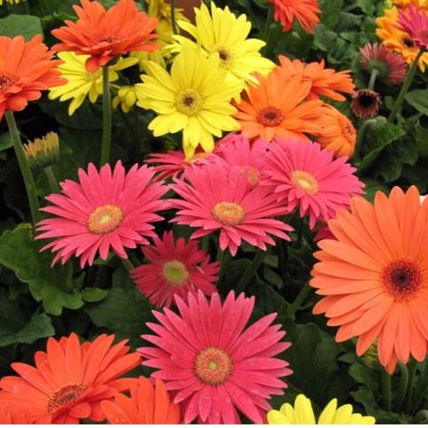 Hạt giống hoa Cúc Đồng Tiền Mix nhiều màu Gói 10-15 hạt