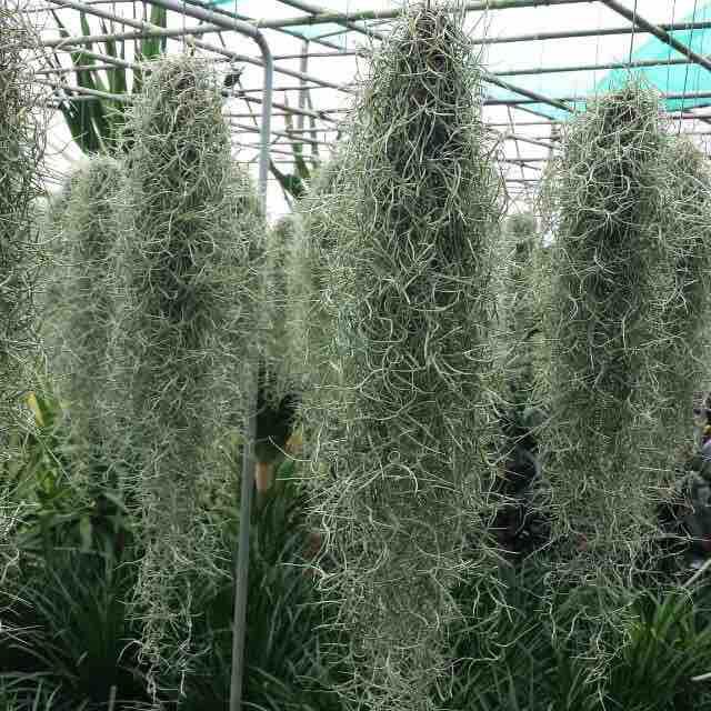 Cây không khí spanish moss