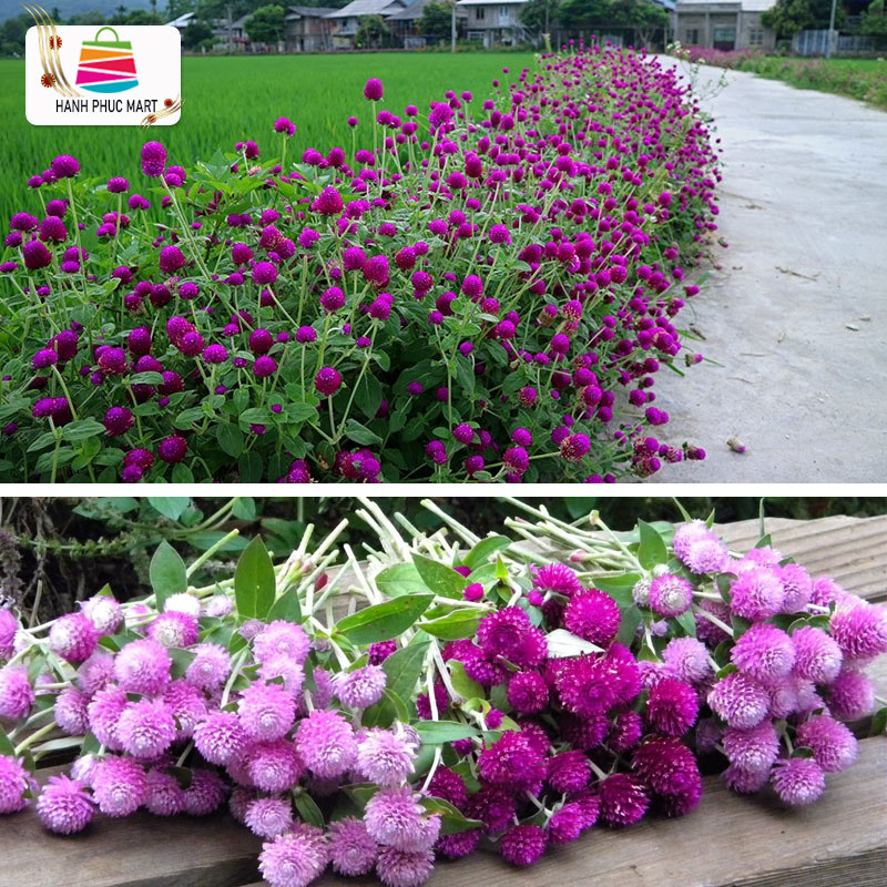 [ Tặng Heo Peppa Pig] Hạt giống hoa cúc nút áo PN-13 - 0.5g - PhuNongSeeds