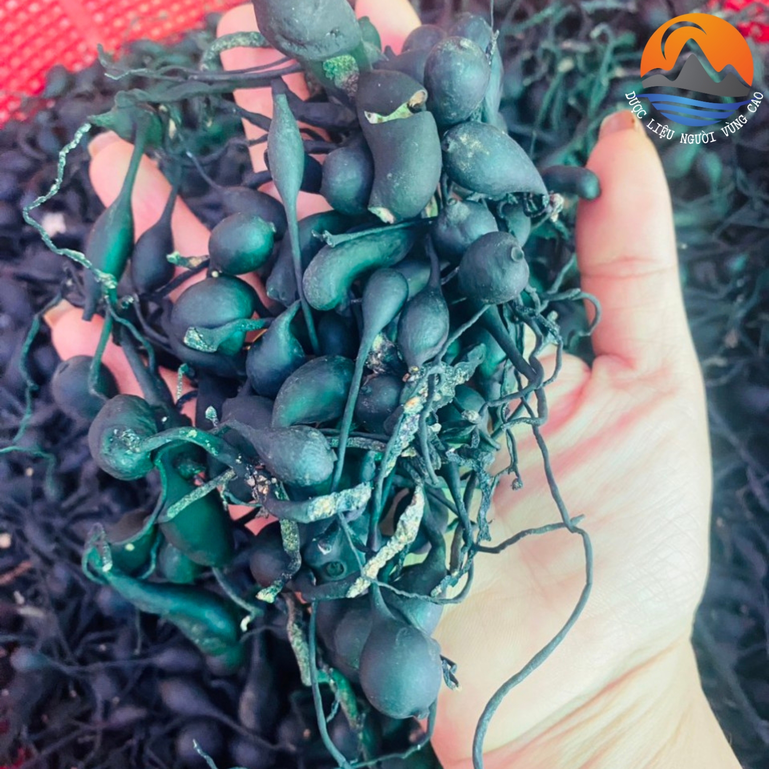 Sâm ô linh tươi , dân bản đi rừng đào, khai thác tự nhiên vùng núi cao Tây Bắc