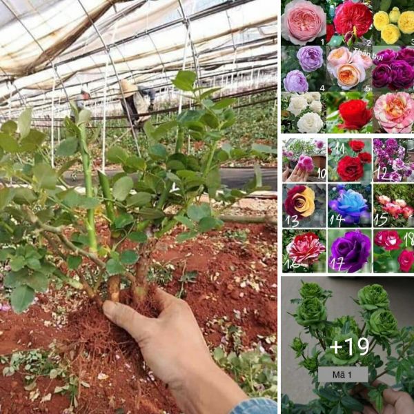 10 Gốc Giống Hoa Hồng Ngoại Giá Tại Vườn