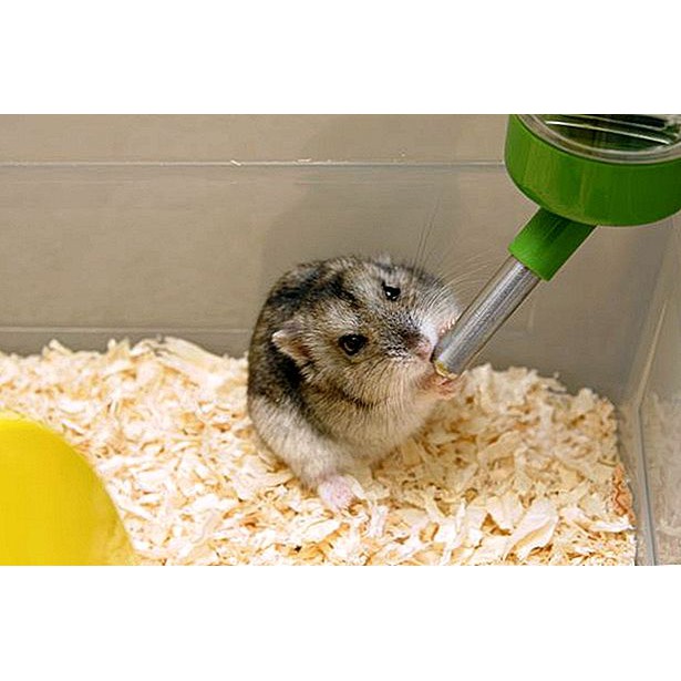 Bình bi uống nước cho hamsters thỏ nhím sóc 80ml