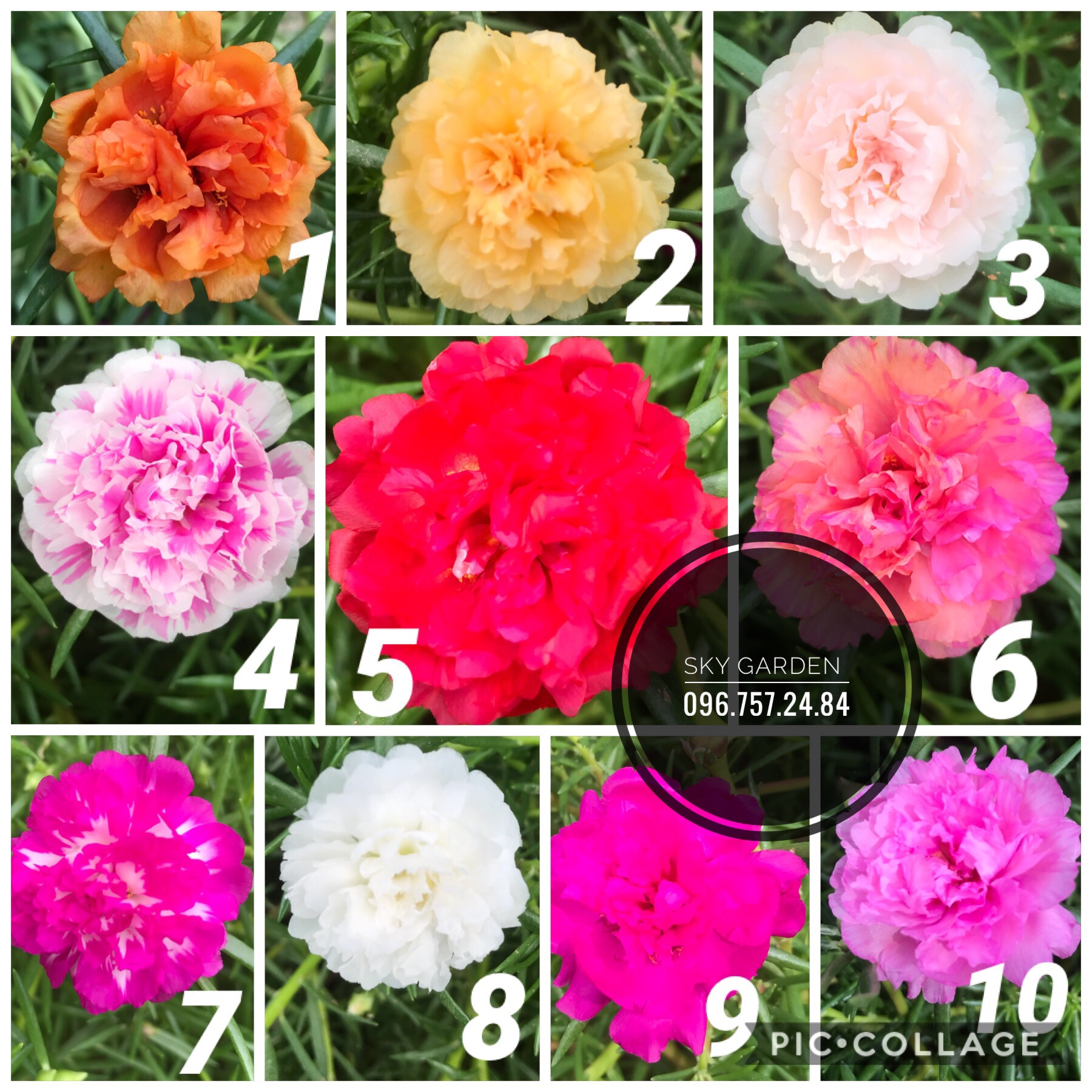 Cành hoa Mười giờ Thái kép