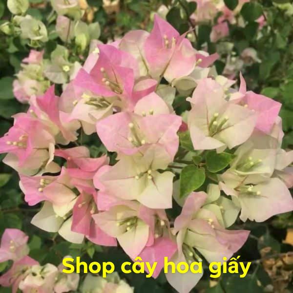 Cây hoa giấy màu hồng phớt