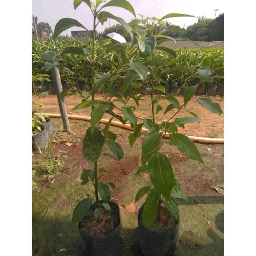 Combo 2 Cây xá xị giống