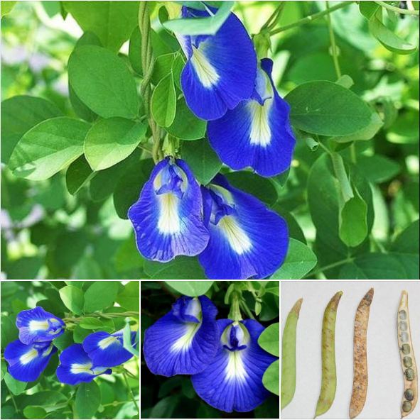 Hạt giống hoa đậu biếc hoa cánh đơn 20 hạt/gói