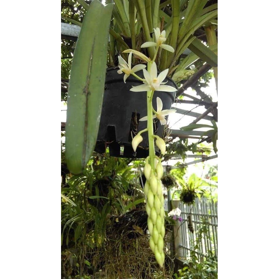 Kiếm trắng yên bái cây giống