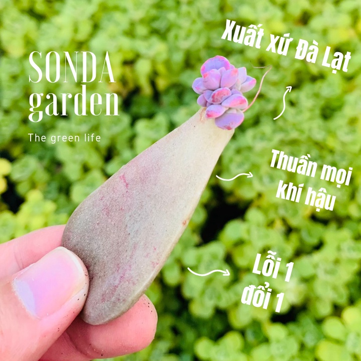 Lá mầm sen đá hồng mập sonda garden , xuất xứ đà lạt, khoẻ đẹp, lỗi 1 đổi 1
