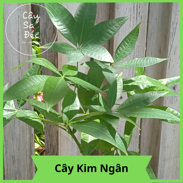 Cây kim ngân , cây cảnh trồng trang trí sân vườn dễ trồng, Colorland Garden