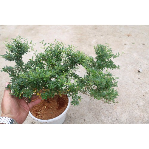 Cây linh sam tím bonsai cây gửi đi hình cuối - FREE SHIP TỪ 50K