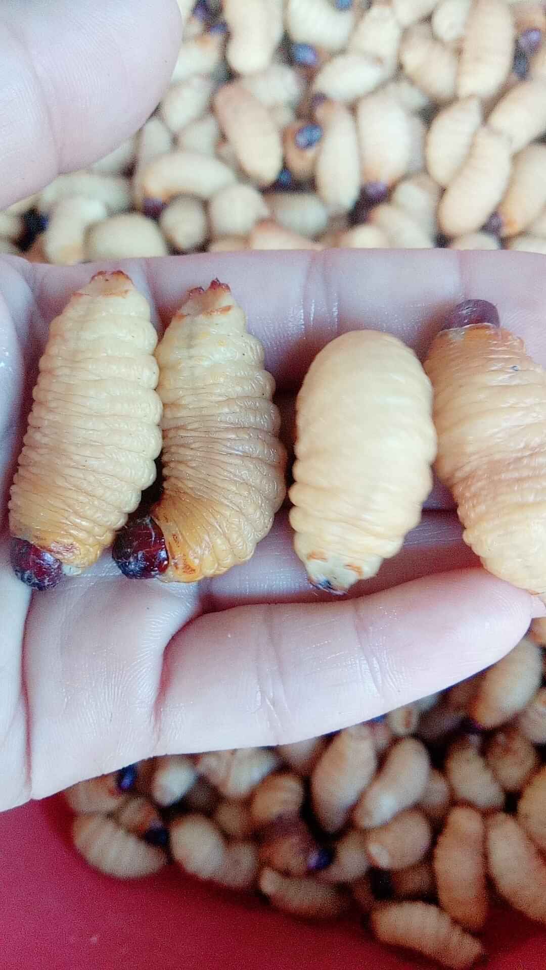 Đuông dừa thiên nhiên ( Bộ sản phẩm 50 con )