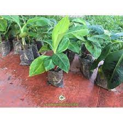 CÂY GIỐNG CHUỐI GIÀ NAM MĨ CHUẨN GIỐNG F1