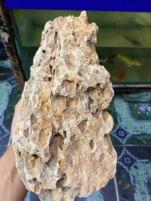 "Hoàn tiền đến 10%" ĐÁ TIGER TRANG TRÍ HỒ CÁ THỦY SINH