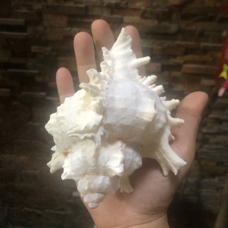 Vỏ ốc gai trắng, vỏ ốc biển, quà lưu niệm cỡ từ thiên 10cm đến 15cm