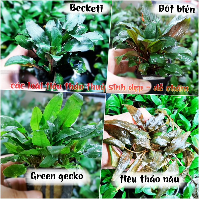 Cây Tiêu Thảo (GREEN GECKO | BECKETI | ĐỘT BIẾN | MIOYA | WENDTI | PYGMEAE | LUCENS) | Cây thuỷ sinh đẹp (Chỉ ship các tỉnh miền Nam)