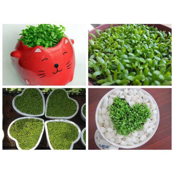 Hạt Giống Cỏ May Mắn luckyseed Lucky mini grass, Hạt thanh Long dễ trồng
