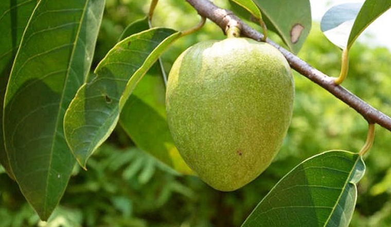 Trái bình bát xanh tươi 1kg