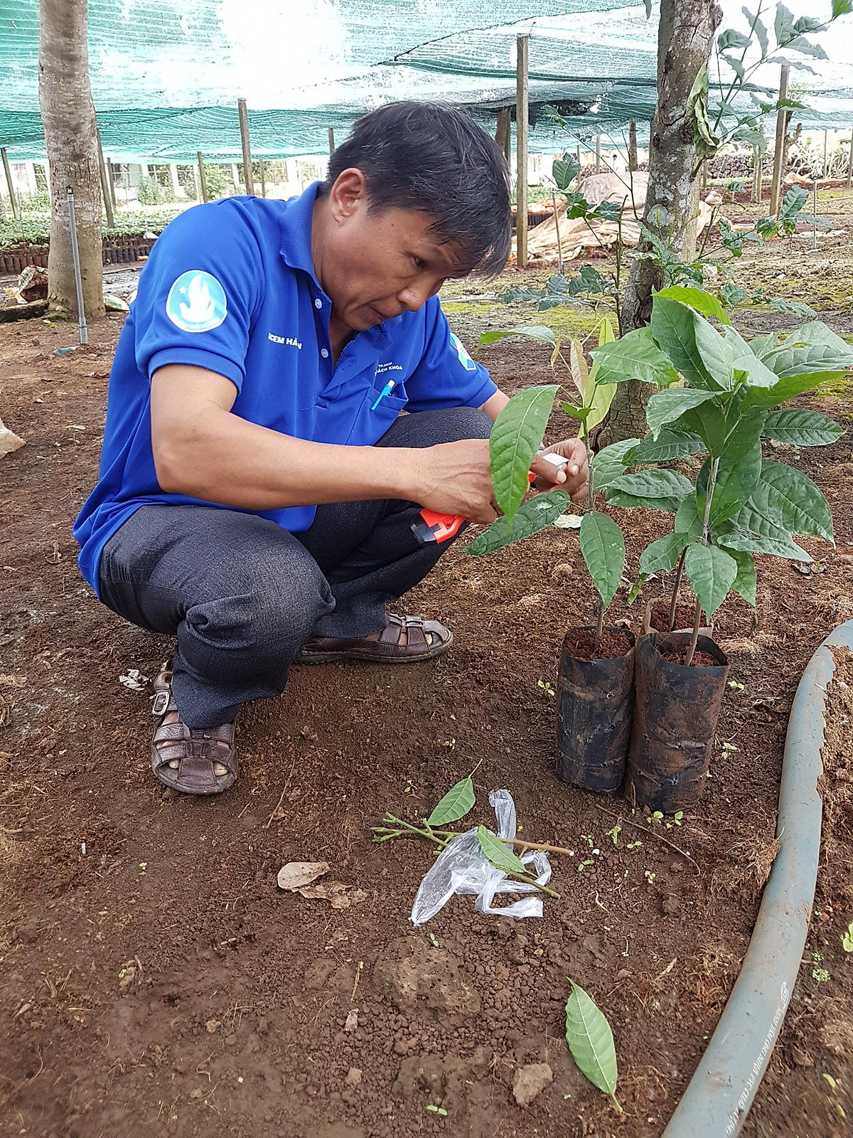 Cây giống Ca Cao