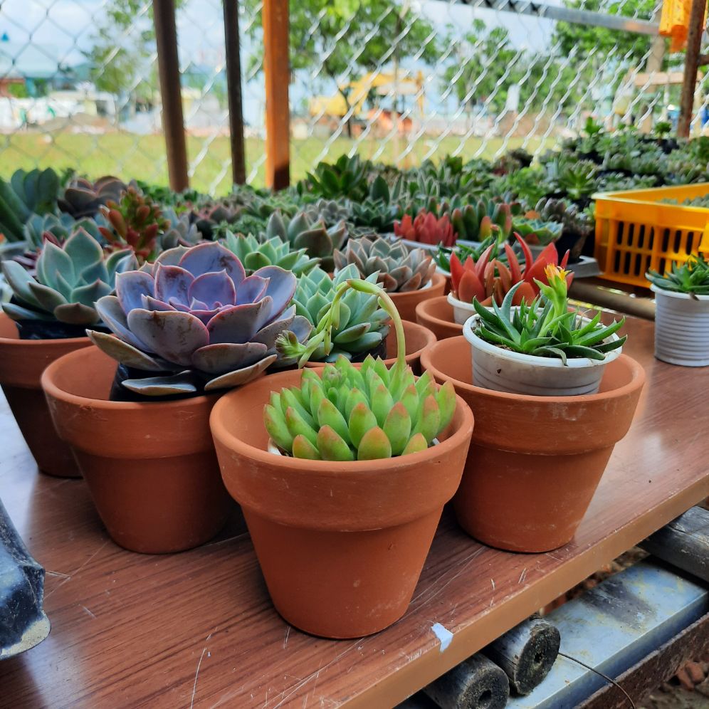 sen đá cả cây và chậu 25k