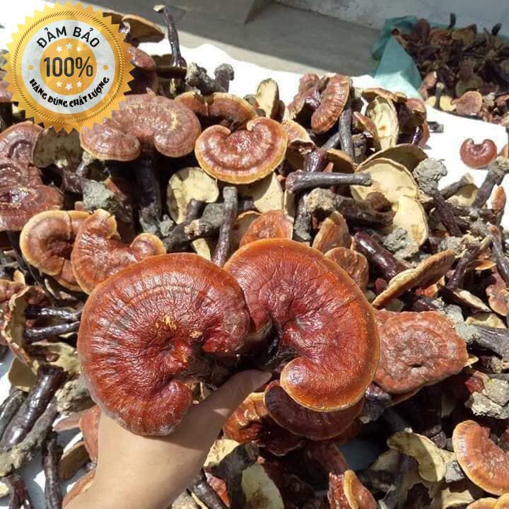 500g Nấm linh xanh | Nấm linh chi - Loại rừng tây bắc