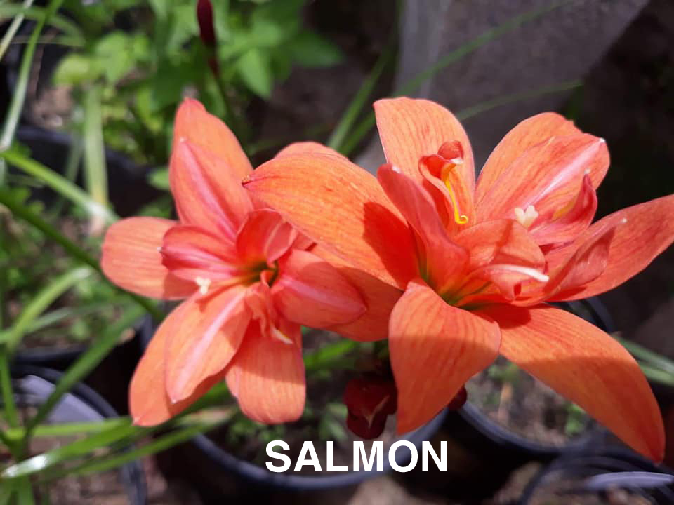 Củ huệ mưa Salmon, kép cam cà rốt, giá niêm yết là giá 1 củ.