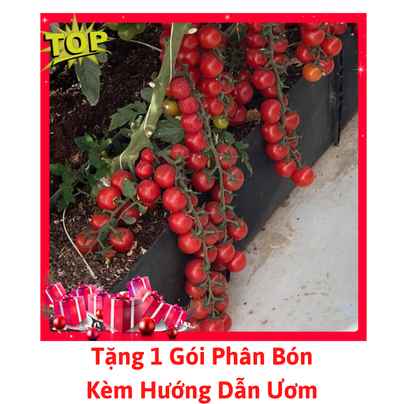 [Lấy mã giảm thêm 30%] Gói Hạt Giống Cà Chua Chuỗi Ngọc( IdyII F1)