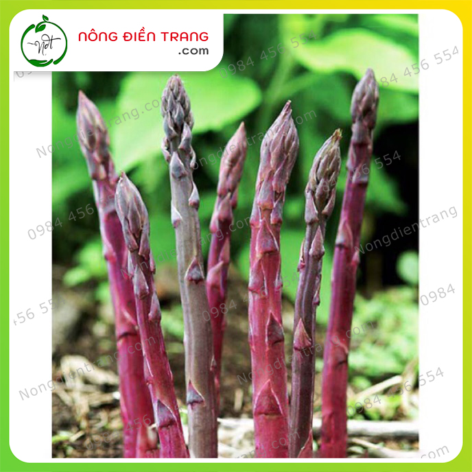 Hạt giống măng tây tím cao sản rạng đông - gói 0.2g - trông quanh năm, sinh trưởng mạnh