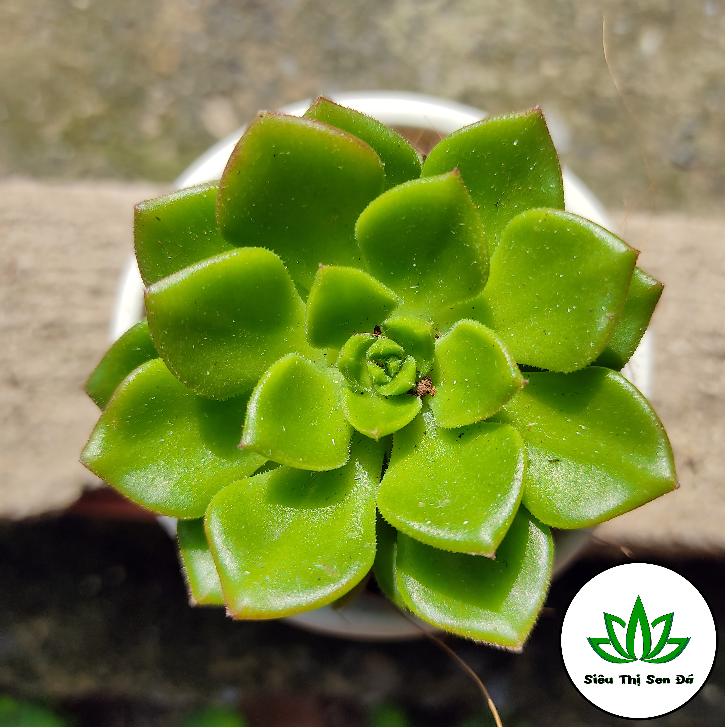 Sen đá mai đỏ đà lạt đường kính 4-6cm