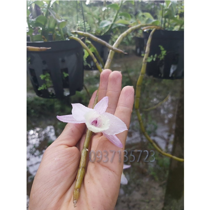 [HCM]cây lan giả hạc đại ý thảo