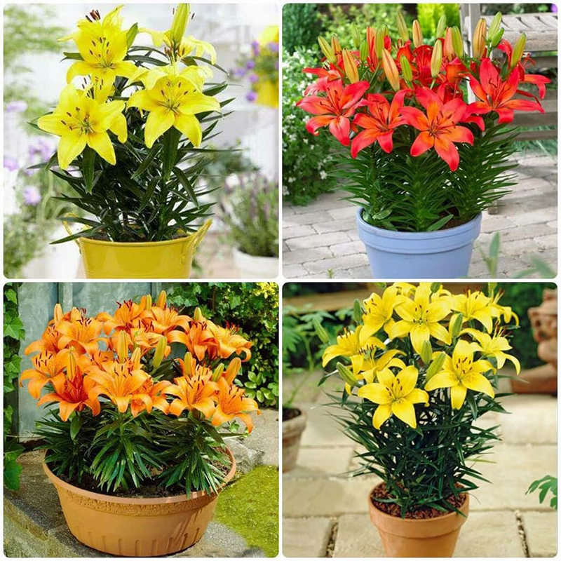 Combo 3 củ hoa ly lùn thơm chuẩn hà lan-củ giống - chll