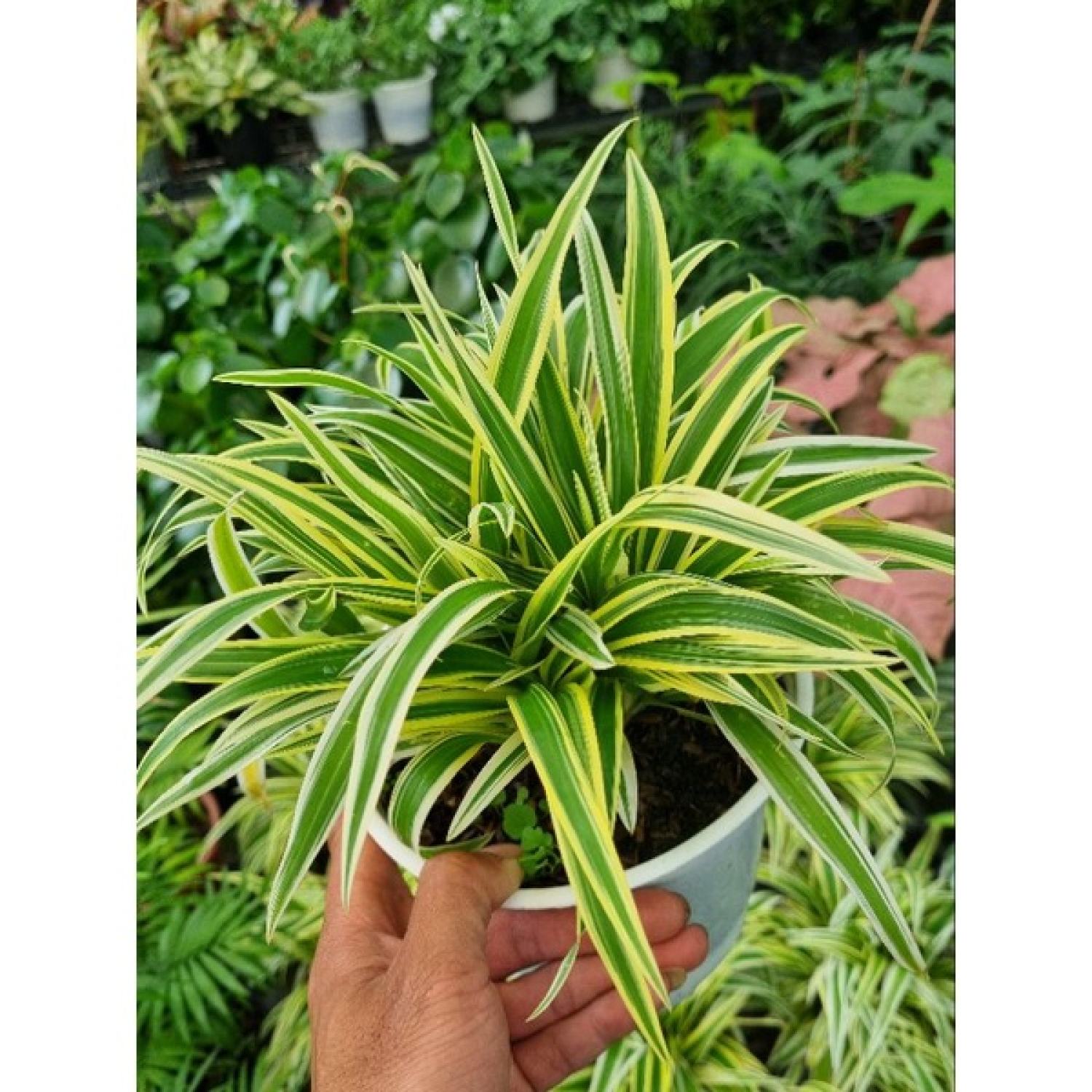 Cây cỏ lan chi vàng - giống mới