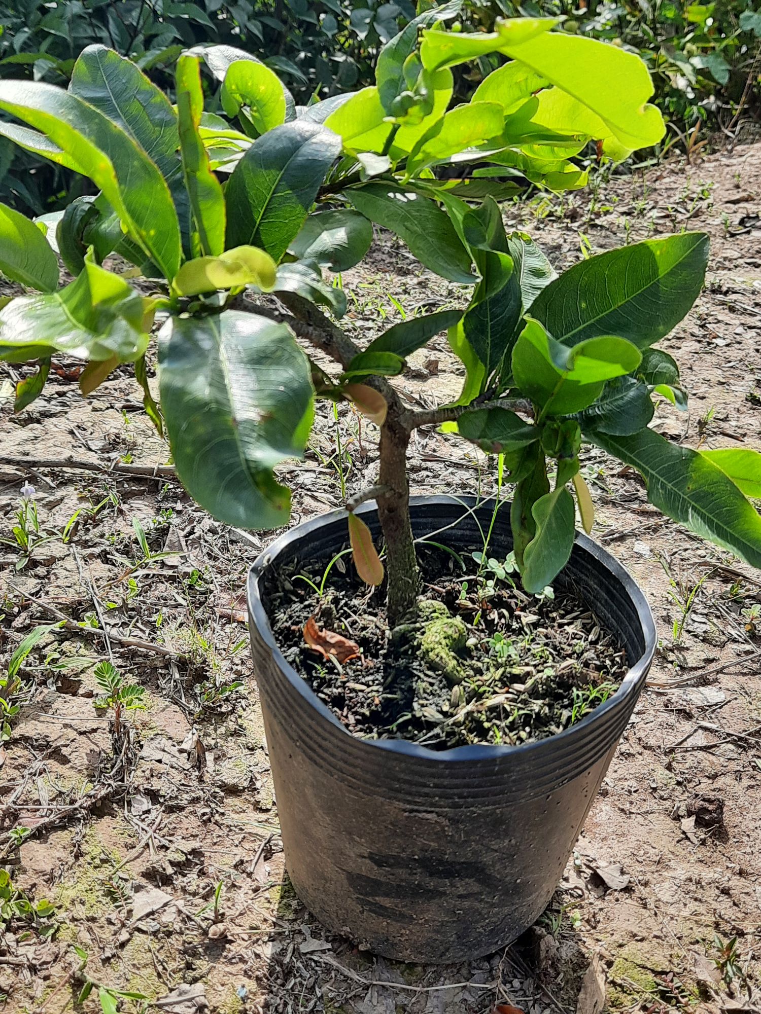 mai giảo thủ đức