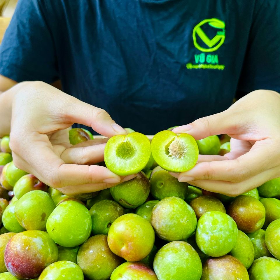 VG FARM Mận seo róc hạt - Mận cuối mùa êm tay tý tý. Chua chua ngọt ngọt đậm vị rất ngon