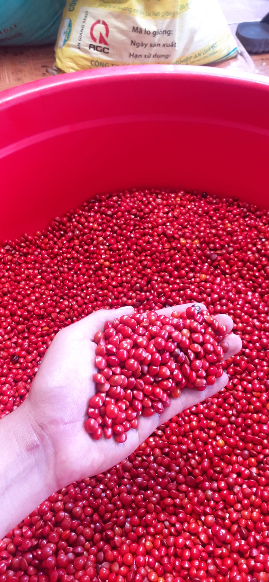500 gram hạt cẩm lai đỏ