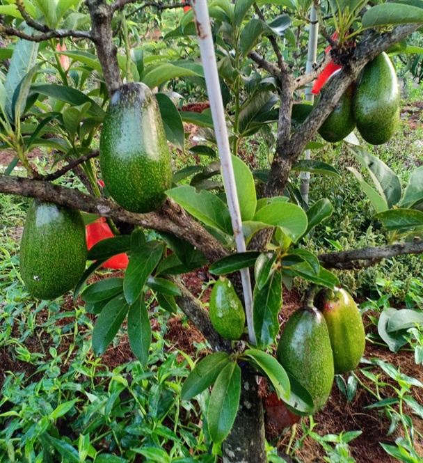 Cây giống BƠ LÙN THANH SƠN F1 cay giong nong nghiep bo lun thanh som chuẩn giống