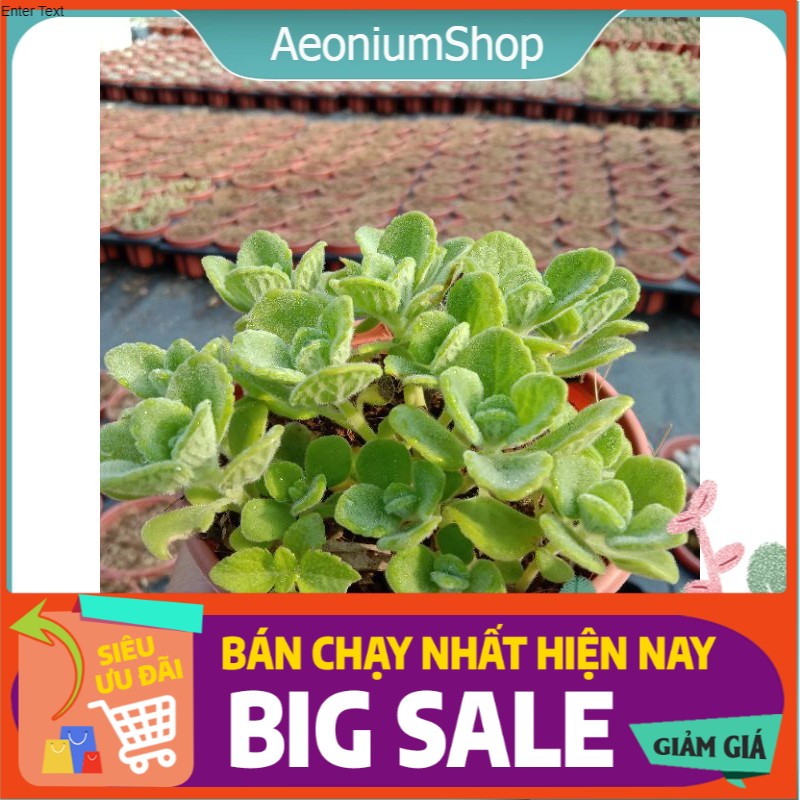 Sen Đá Nhất Mạt Hương - Sen Thơm Size Trung, Xuất Xứ Đà Lạt, Lỗi 1 Đổi 1 ❣