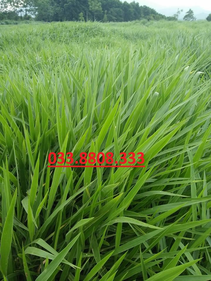 Hạt giống cỏ Ruzi - chỏ chịu dẫm đạp- gói 500g - Hạt Giống Cỏ Chăn Nuôi Trâu,Bò,dê,cừu,cá... đem lại năng xuất cao trong ngành chăn nuôi