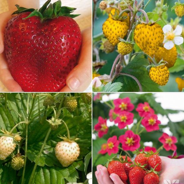 Combo 4 gói dâu tây đủ màu(khổng lồ + đỏ+vàng+trắng)-tặng 1 gói phân bón