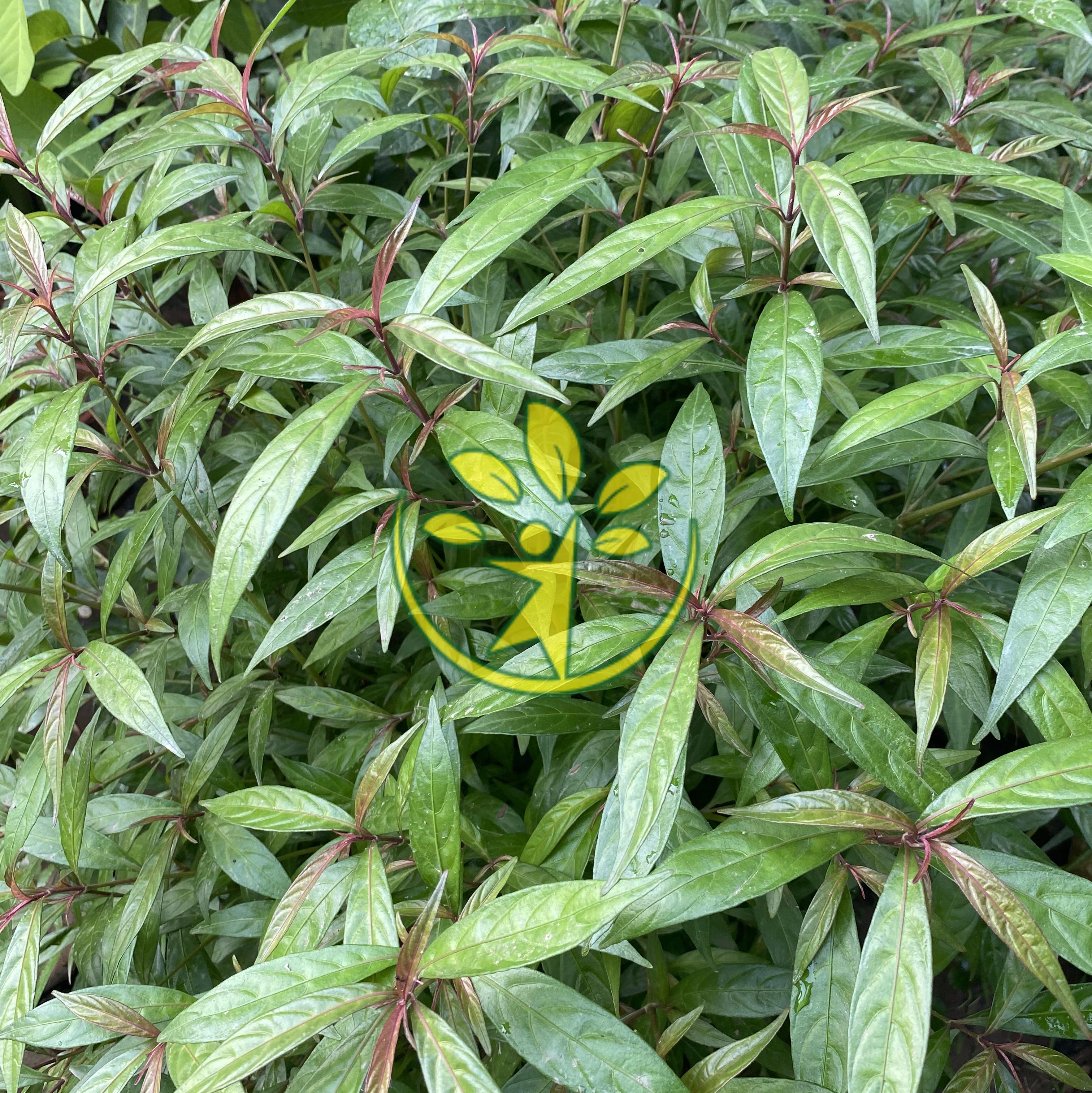 Bầu cây hoàn ngọc đỏ giúp ổn định đường ruột cho người và gia súc - Tặng kèm phân bón