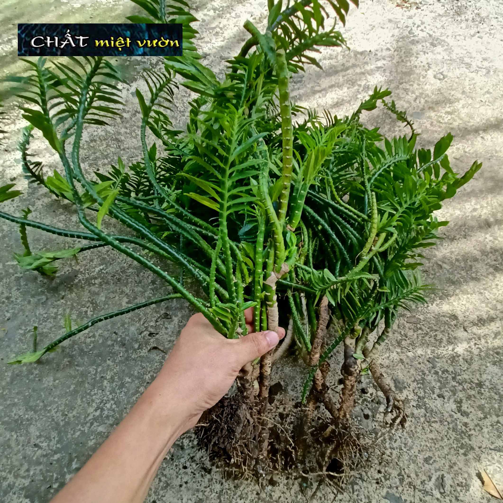 Cây chân rết giống - cây ráy leo - cây ráy bò -cây tràng pháo - cây cơm lênh