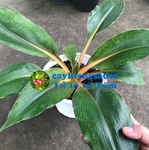 caykiengsadec - Cây vàng Ngọc (phụng hoàng) - hoa kiểng lá - trang trí nội thất cảnh quan sân vườn ngoài trời - cây phong thủy