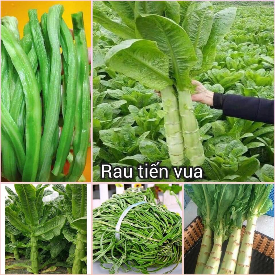 10g Hạt giống Rau Diếp Thơm (rau Tiến Vua, diếp nếp, vừa ăn lá vừa ăn ngồng, rau màu xanh đậm, lá có mùi thơm của nếp )