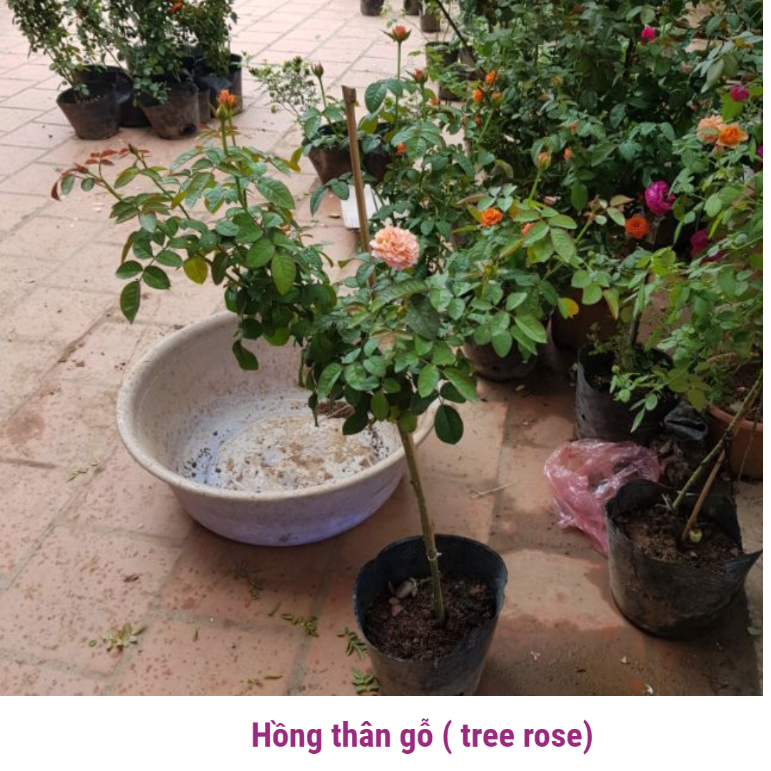 Combo 3 cây hoa hồng Tree Rose chọn màu thân cao nửa mét