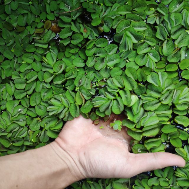 Bèo tai chuột thủy sinh - 10 cây bèo tai chuột thủy sinh