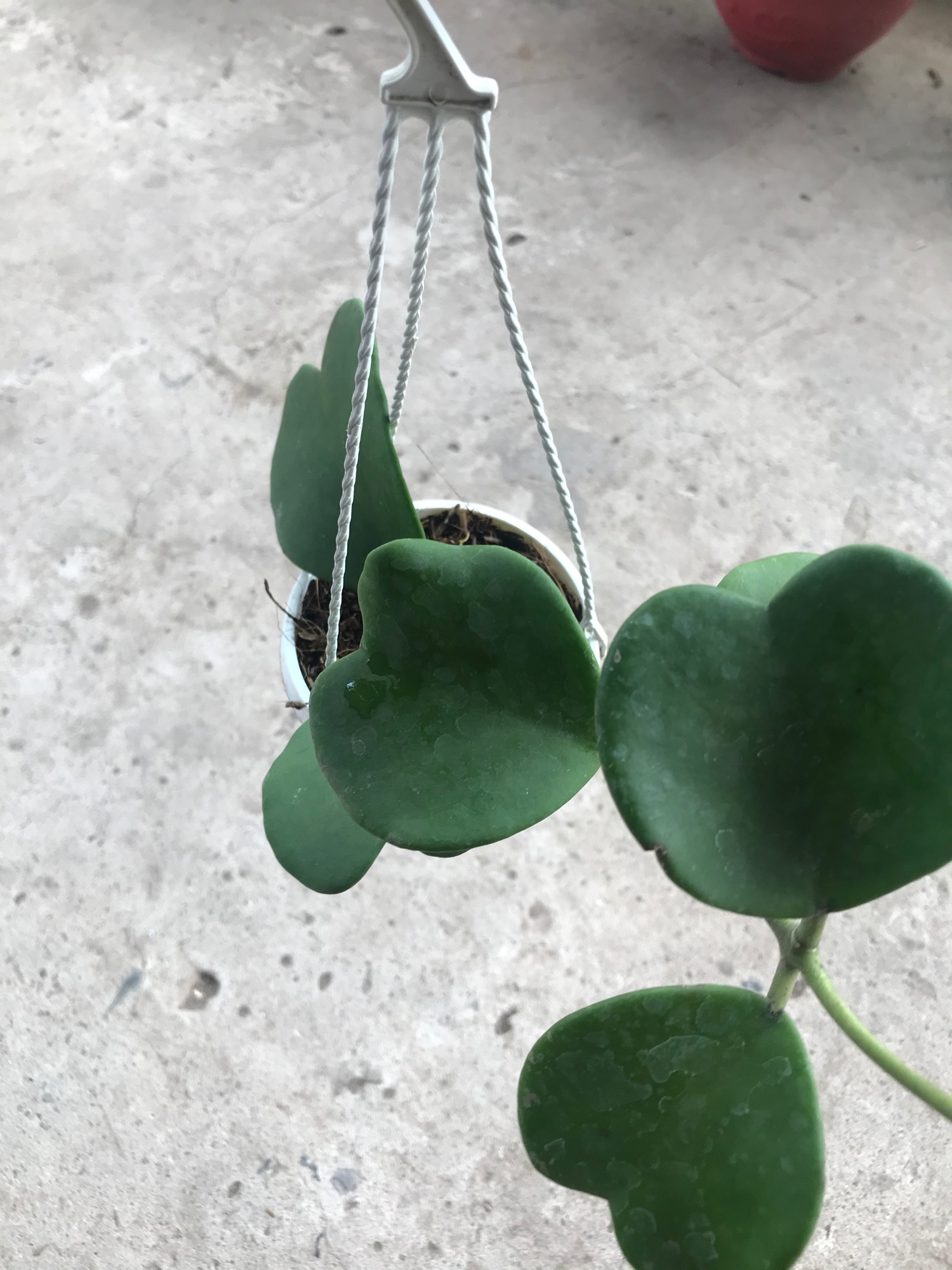 Caykiengsadec lan cẩm cù lá tim+ tặng phân bón