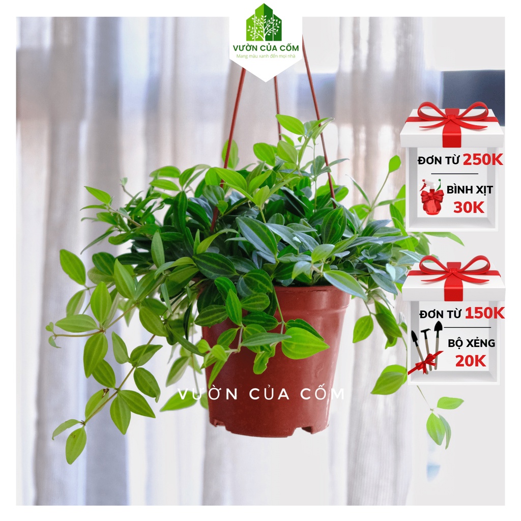 Cây bình an treo ban công , mái hiên , cửa sổ . Cây mang lại may mắn cho gia chủ .