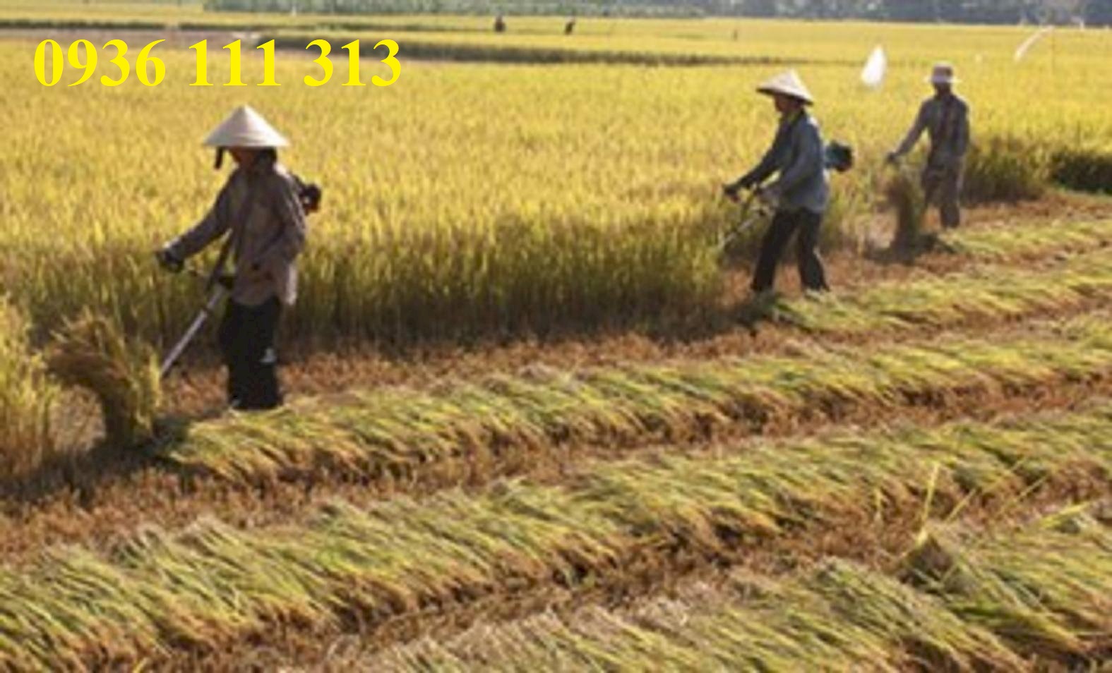 Chi tiết hơn 92 hình ảnh gặt lúa bằng máy hay nhất - thtantai2.edu.vn