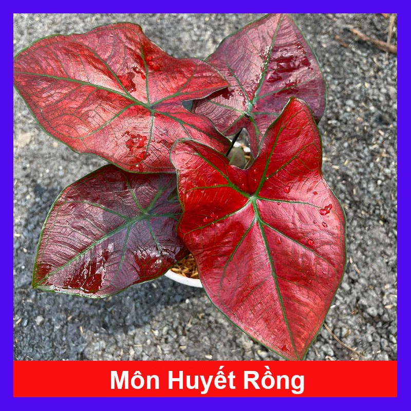 Cây Môn Huyết Rồng - cây cảnh mini - cây cảnh để bàn - caykiengsadec